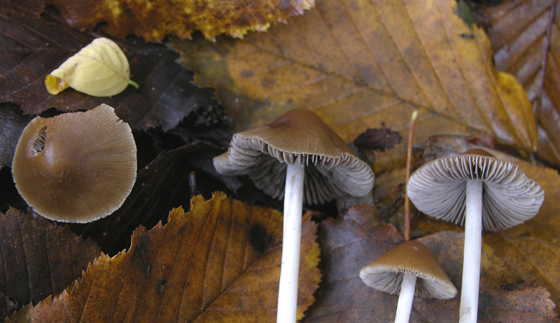 Da determinare n�5.